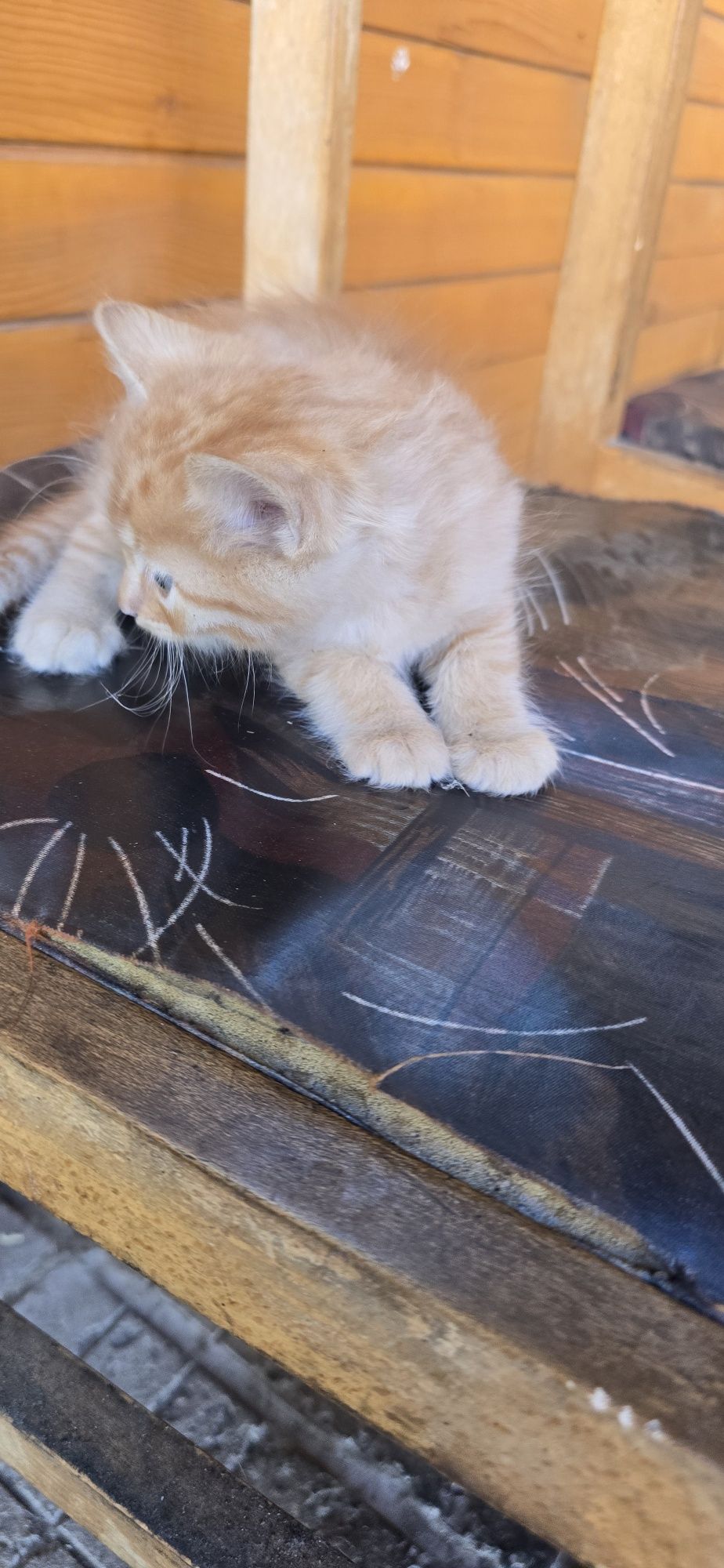Подарявам котета