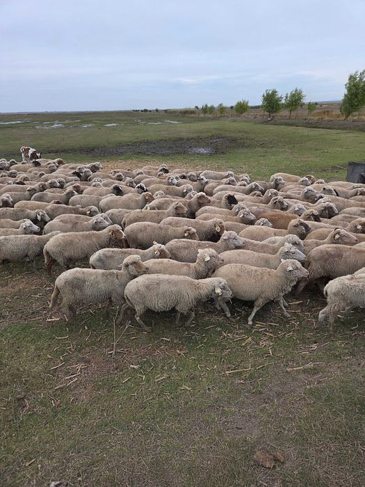 Oi tinere de vanzare!!!