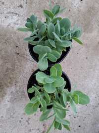 De vânzare plante perene - Sedum spectabile sau plantă de gheață