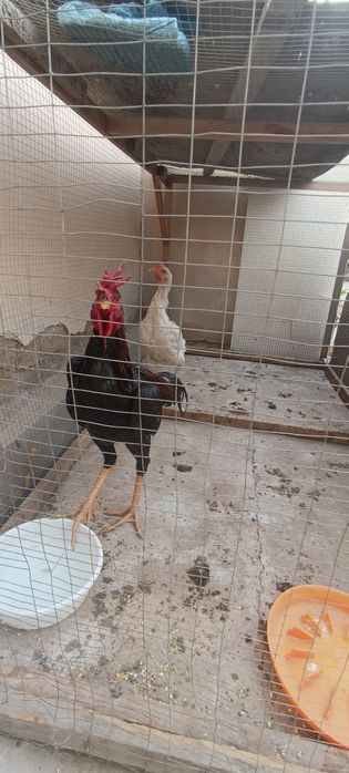 Шалпан ишкивозларига