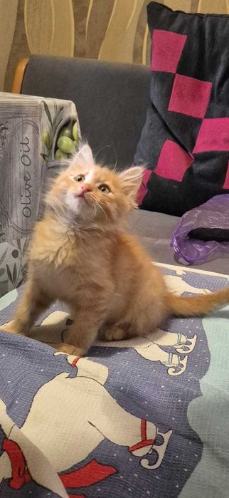 Котёнок по кличке Симба ищет любящую семью.