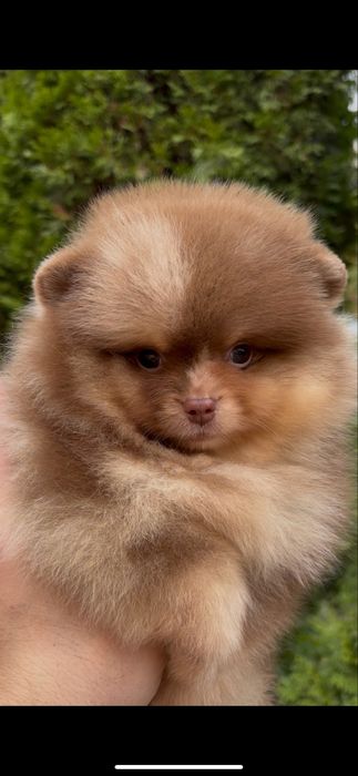 Мини померанский шпиц!