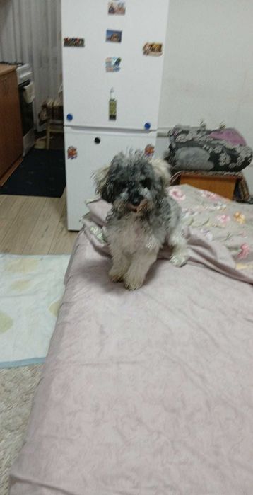 Bichon  havanez,7 luni