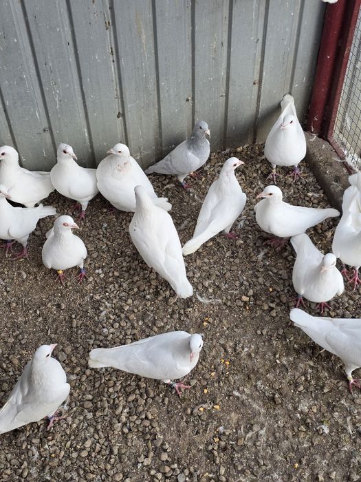 Porumbei hubble 21 de bucati  si alte rase