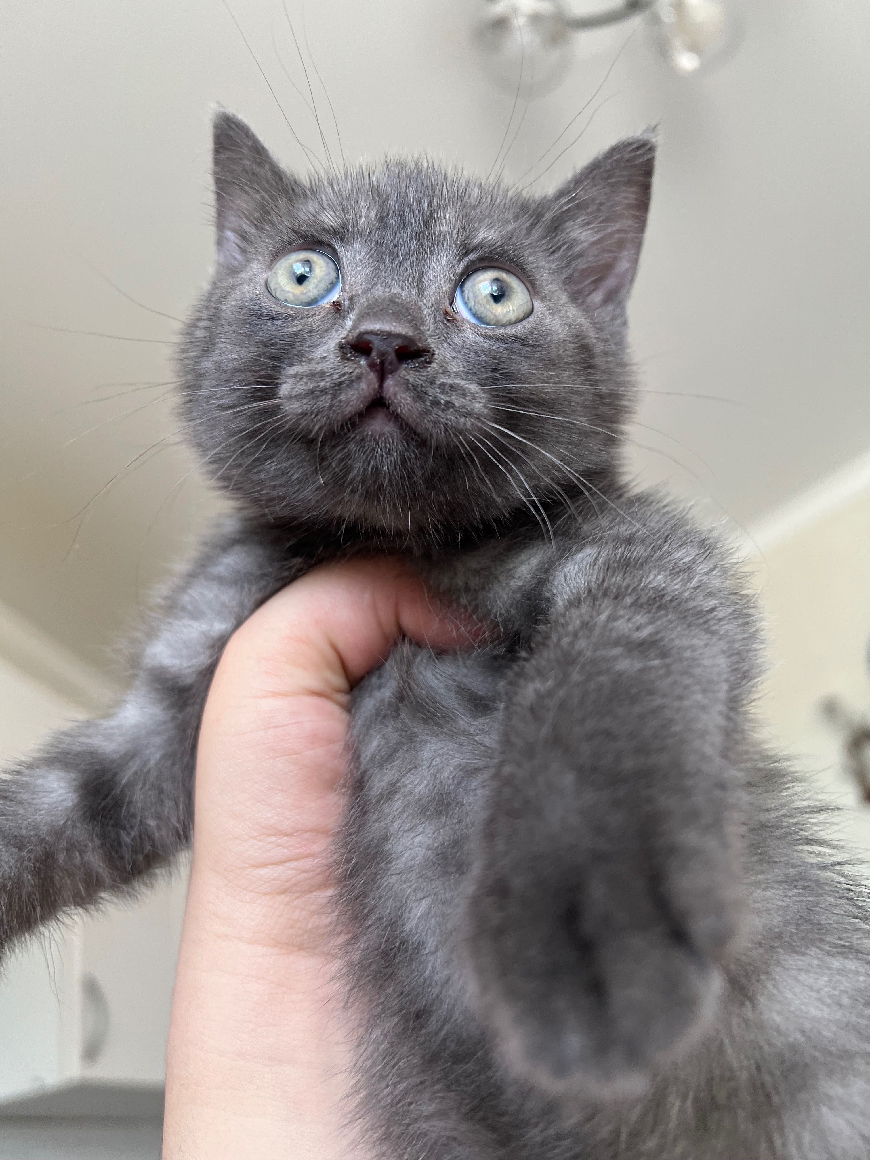 Отдам котенка. Шотландец прямоухий