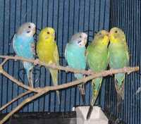 Papagali,Perusi si nimfe