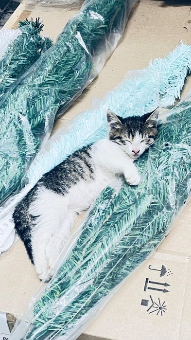 Отдам котенка в добрые руки