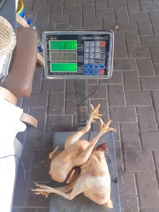 Vand cocosi kabir 4-5 kg buc