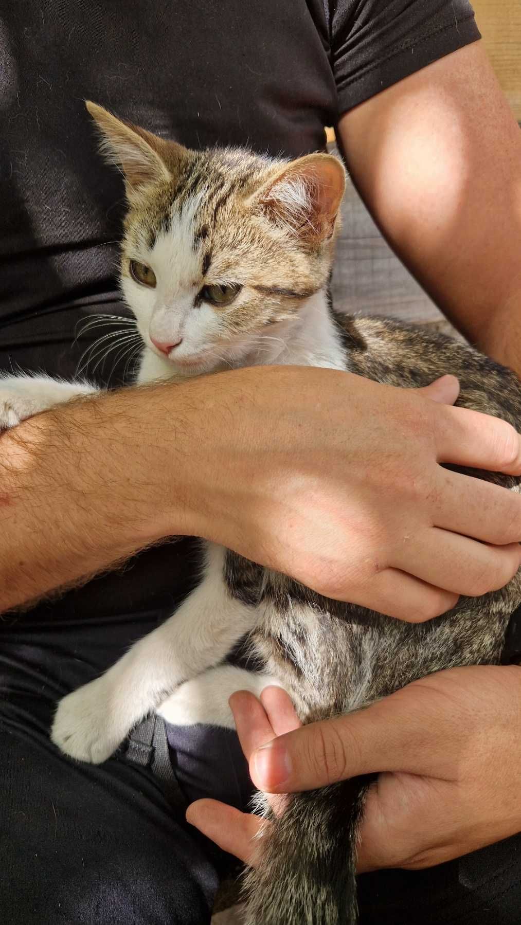 Три котенца търсят дом