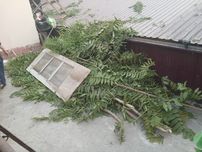 Текинга утинлар.