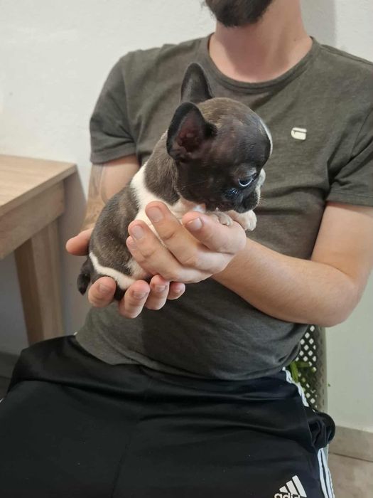 Plușuri vi Bulldog Francez