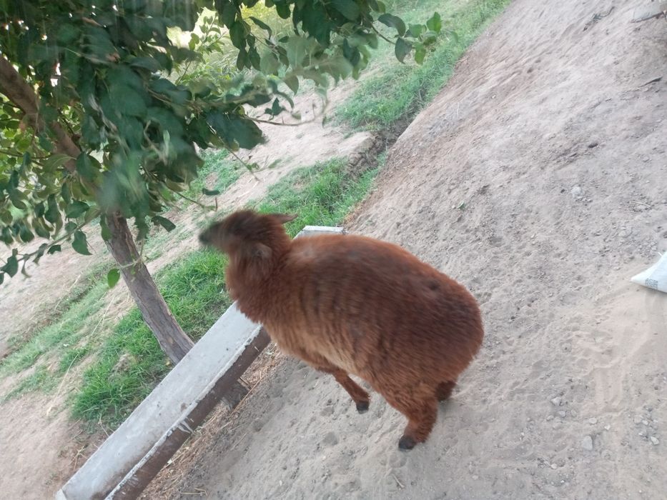 Кошкар мен кой сатылады.