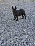 Vand catel buldog