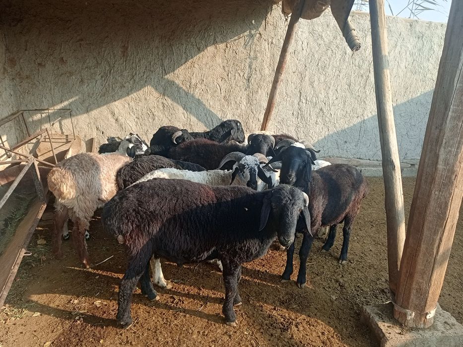 Qoʻchqor barralar sotiladi narxini kelishamiz