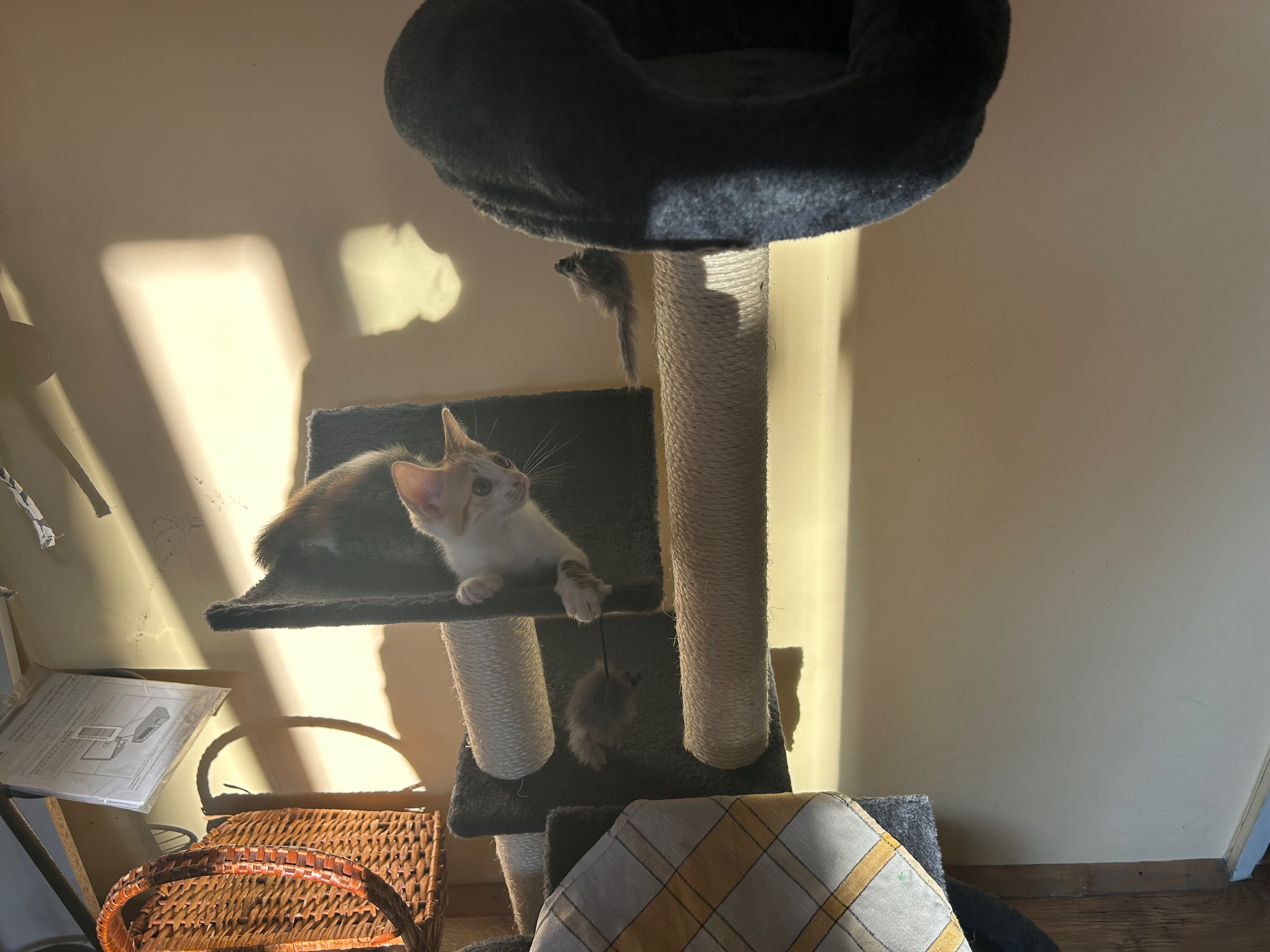 Подарявам котенце