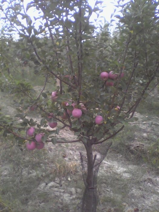 Taieri pomi fructiferi,arbusti,mur,coacaz,zmeur,trandafir,vita de vie