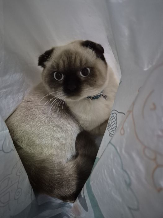 Вязка бесплатно.    Vyazka qilish tekin.