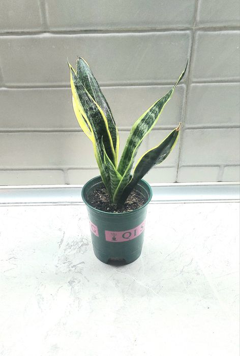 Продаю Сансеверы