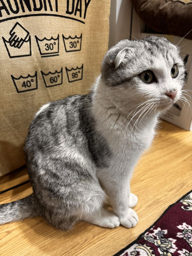 Скоттиш Фолд в хорошие руки