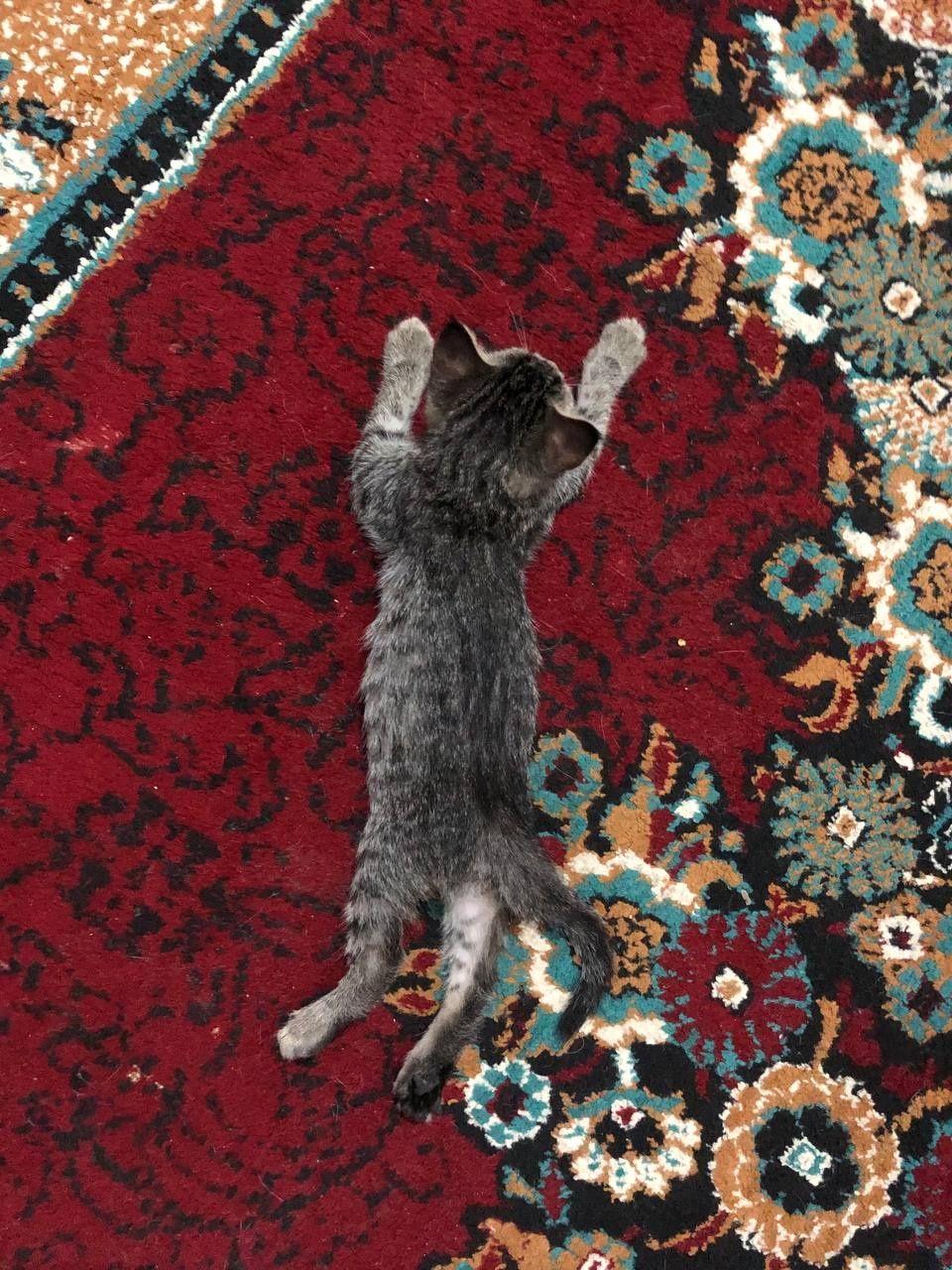 Котенки с мамой отдам даром