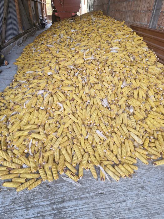 Vand porumb stiuleti