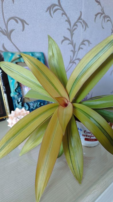 Зефирантес,Барлерия , рео полосатый красивое комнатное растение