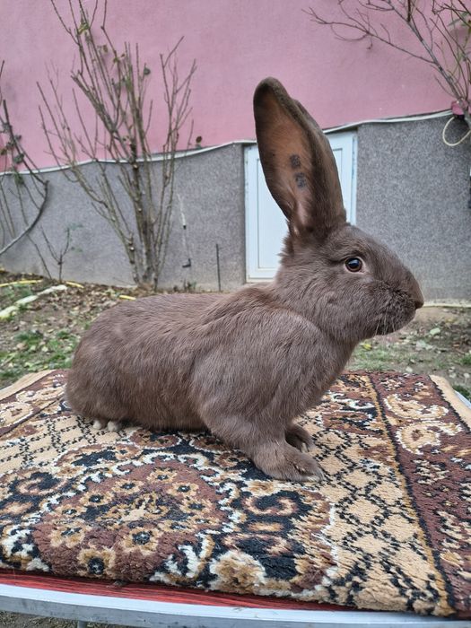 Mascul Pestriț German