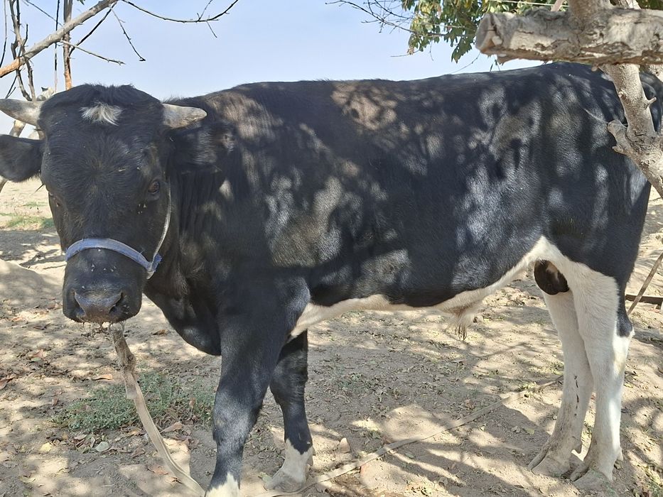 Букача сотилади буйи 1.30- 1.40