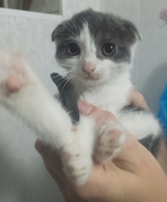 Продам котёнка-девочку (Скоттиш-фолд, 1 месяца)