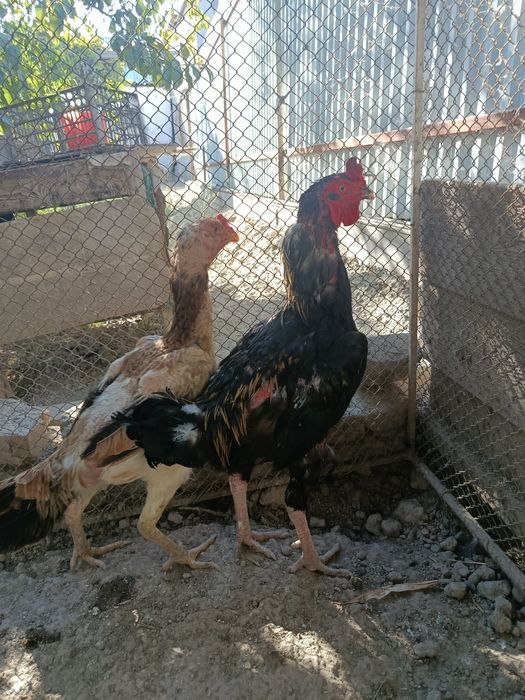 Kulangi Xuruz va Mokiyon