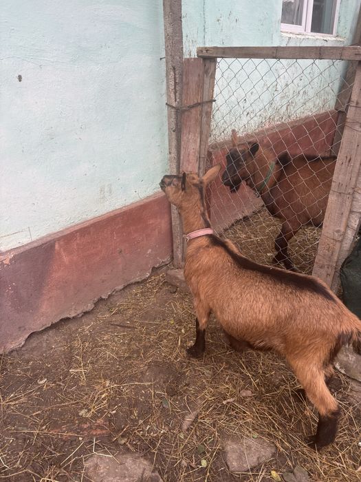 Vand ieduta alpina franceza