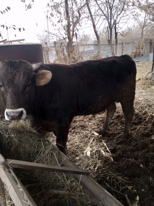 Продам домашних быков