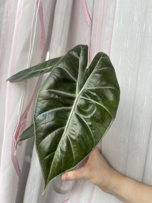 Алоказия Пинк драгон подросток