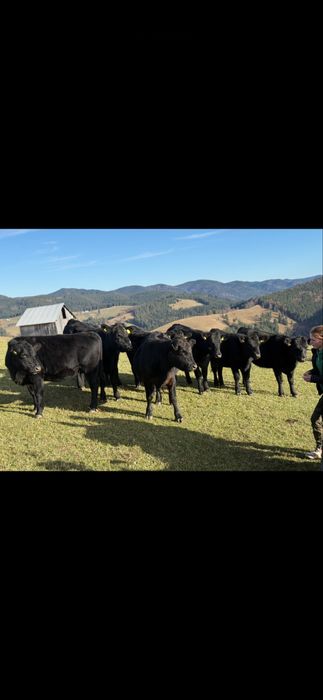 „Vând vaci Angus cu pedigree, sănătoase,rasă pură