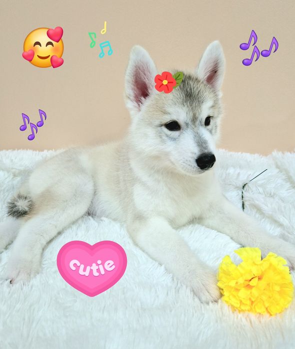 Скидки на Новый год! Самая классная малышка от Чемпионов!