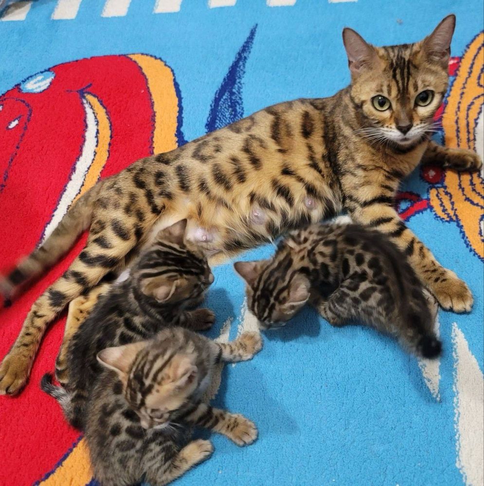 Котята бенгальские
