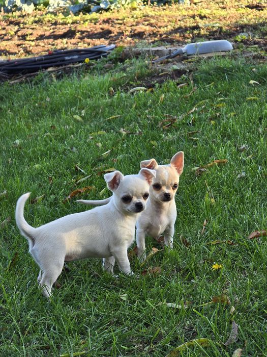 Чихуахуа момче и момиче