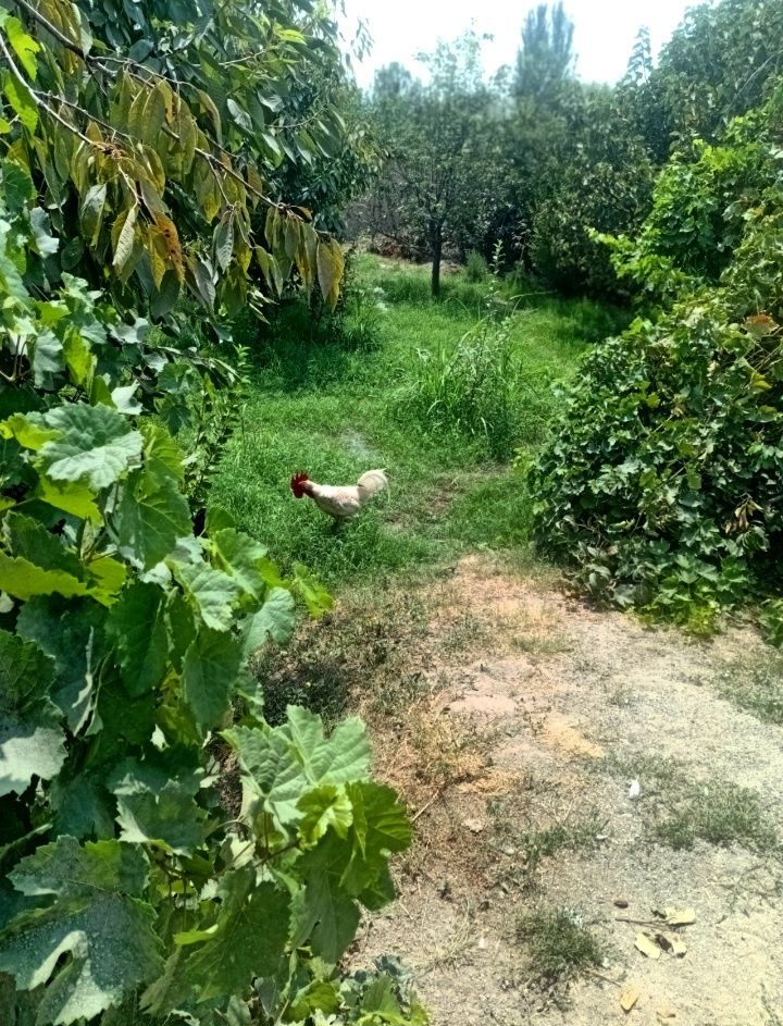 Xoʻroz sotuvga qoʻyildi