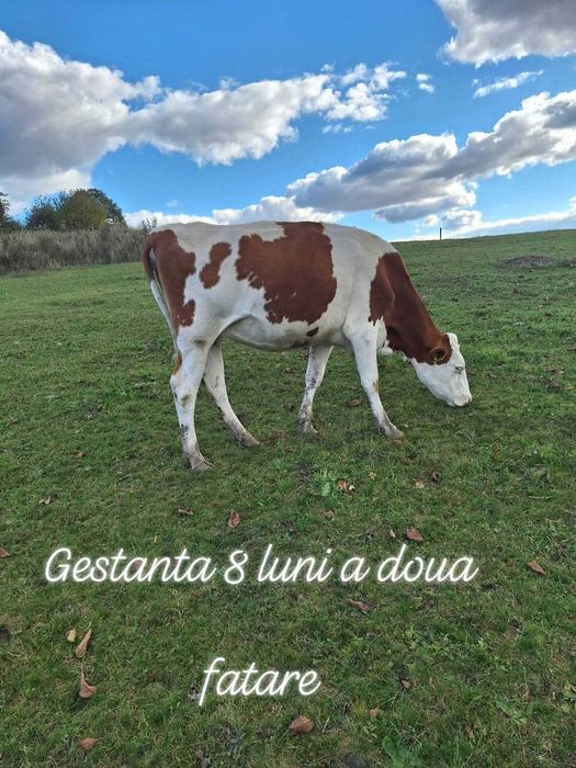 Bălțată Româneasca, cu certificat de origine.