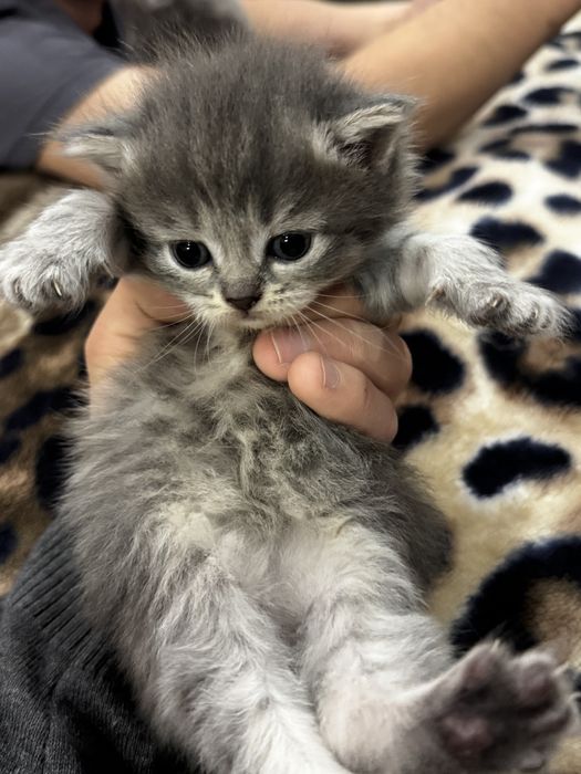 Шотландская вислоухая кошка