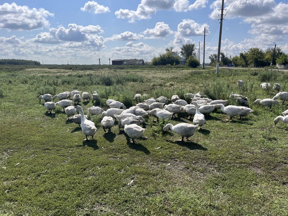 Продам домашних гусей
