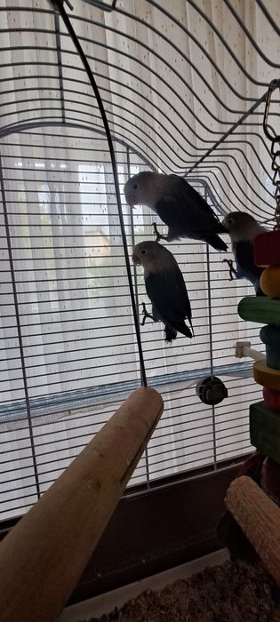 Papagali Agapornis 3