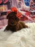 Той Пудел/ Tea cup poodle"ТОП " с Родословие