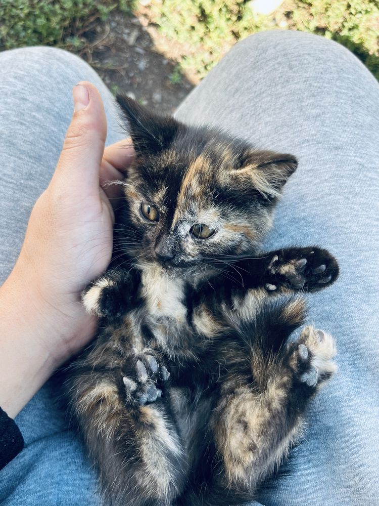 Кошка-кошка-кошка