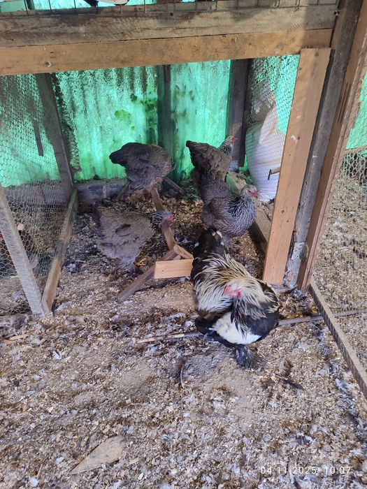 Brahma Herminat Închis