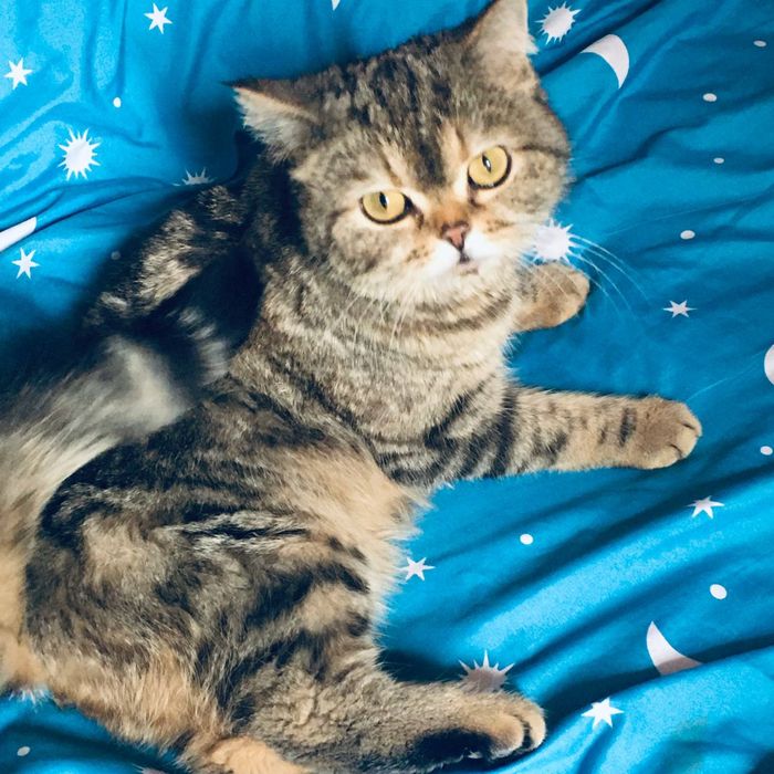 Biritanskiy Mushuk sotiladi