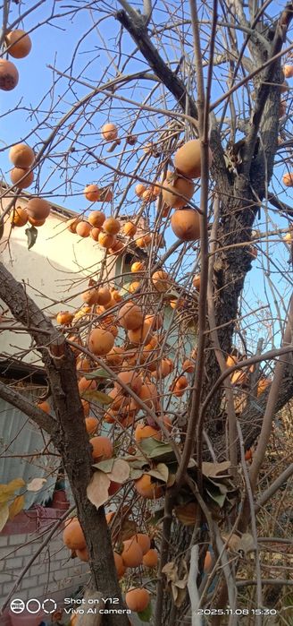 Продается хурма. Оптом. Свой огород.