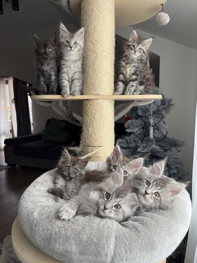 Мейн кун котенца / Мейн куун котенца / Maine coon kittens