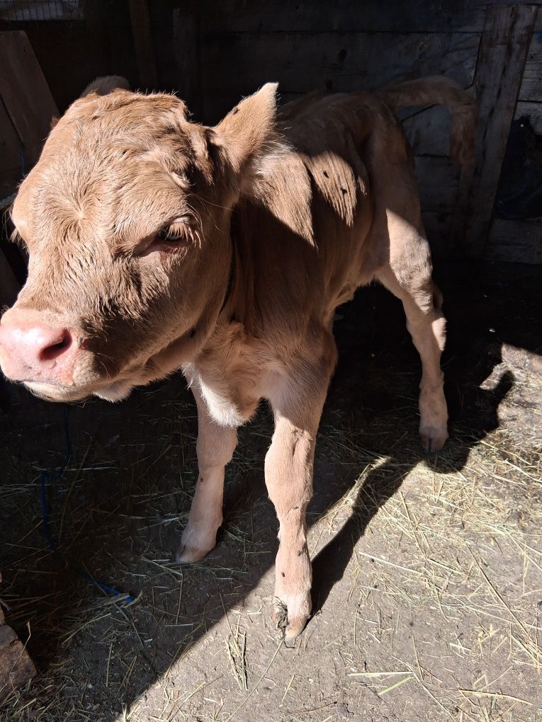 Vând vițel de 5 zile