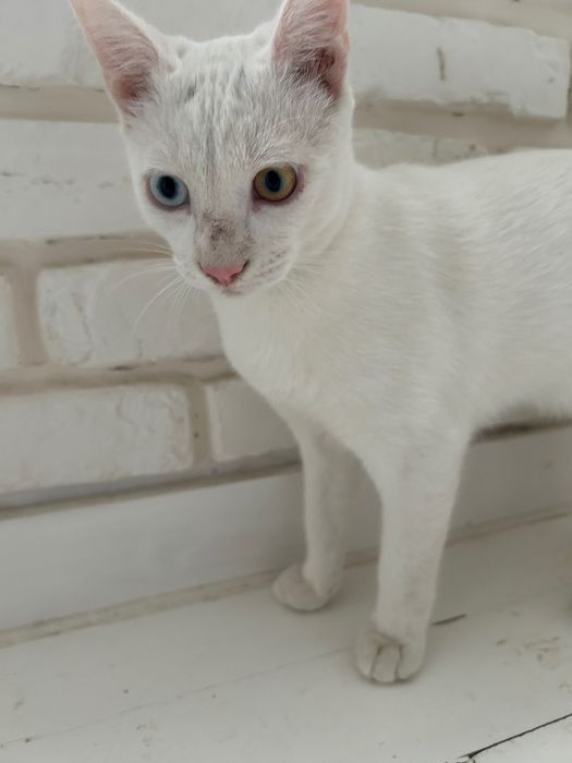 Подарявам мъжко коте с разноцветни очи